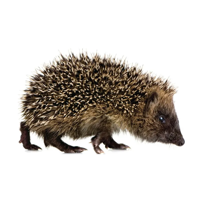 KEK AMSTERDAM Forest Friends Wandsticker Hedgehog XL