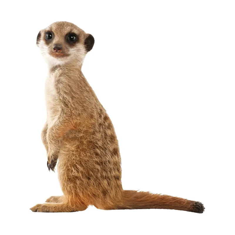 KEK AMSTERDAM Safari Friends Wandsticker Meerkat