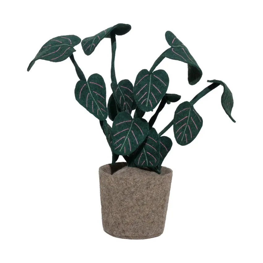 Plant Calathea