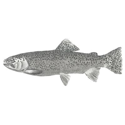 Estahome Fisch Fototapete - 1 x 2,5 m - Weiß / Schwarz