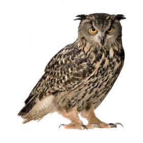 KEK AMSTERDAM Forest Friends Wandsticker Owl